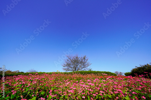 Wallpaper Mural 花壇一面に咲く花と青い空 Torontodigital.ca