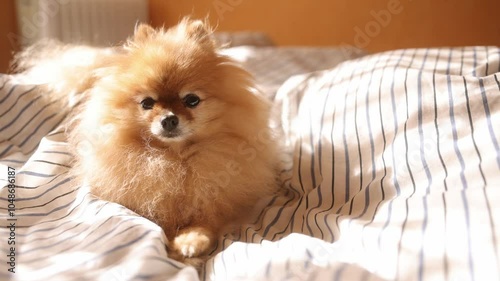Morning dog. Cute pomeranian getting sunbath in bed. cute sleepy dog in sun rays