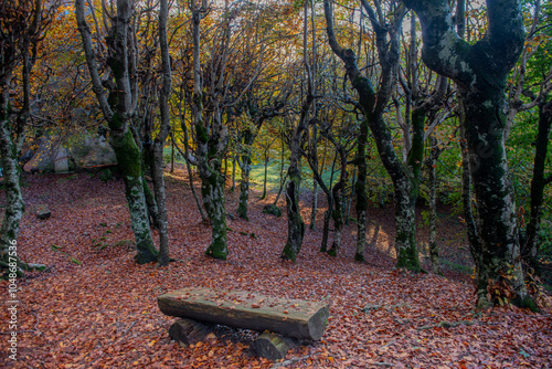 Wooden benches in the middle of the forest i