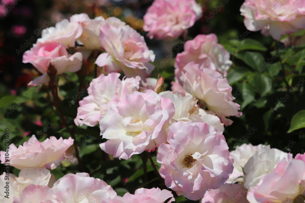 Rose garden Rose garden