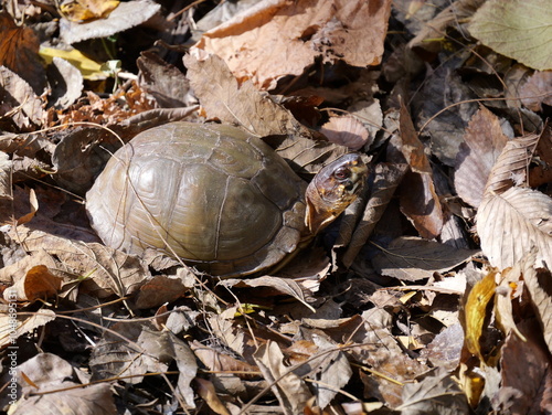 Painted Turtles Hiding in the Fall Foliage photo