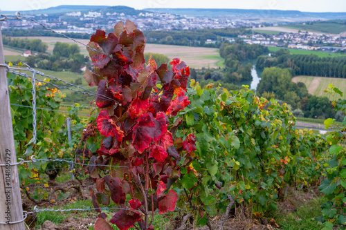 Evening view on green premier cru champagne vineyards and fields near village Hautvillers and Cumieres and Marne river valley, Champange, France photo