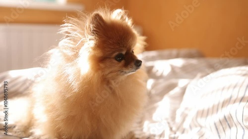 Morning dog. Cute pomeranian getting sunbath in bed. cute sleepy dog in sun rays