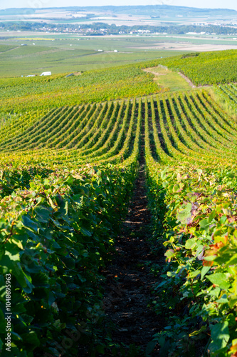 Harvest on hilly grand cru Champagne vineyards, rows of pinot noir and meunier grapes in Montagne de Reims, Verzy and Verzenay, Champagne, France in September photo