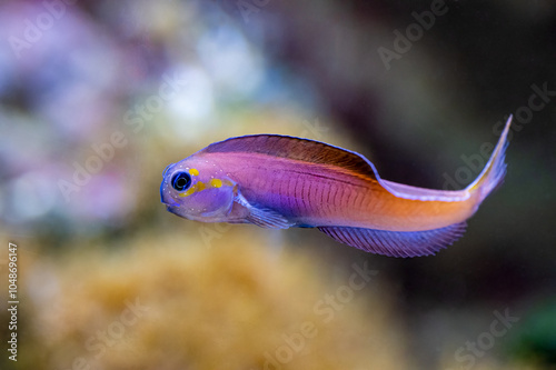 The Midas blenny, Ecsenius midas, it grows to a size of 13 cm in length photo