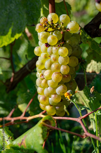 Wallpaper Mural Harvest on grand cru Champagne vineyards, rows of chardonnay white wine grapes plants in Montagne de Reims near Verzy and Verzenay, Champagne, France in September Torontodigital.ca