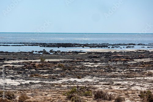 Hamelin Pool Stromatolites. Oldest living microorganisms. 