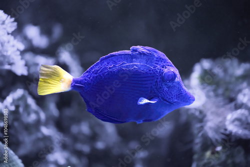 The purple tang, Zebrasoma xanthurum, found in groups at depths down to 20 m photo