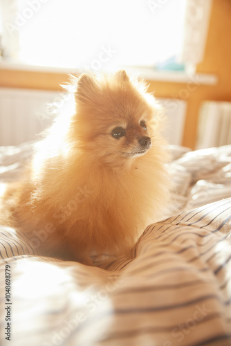 Morning dog. Cute pomeranian getting sunbath in bed. cute sleepy dog in sun rays