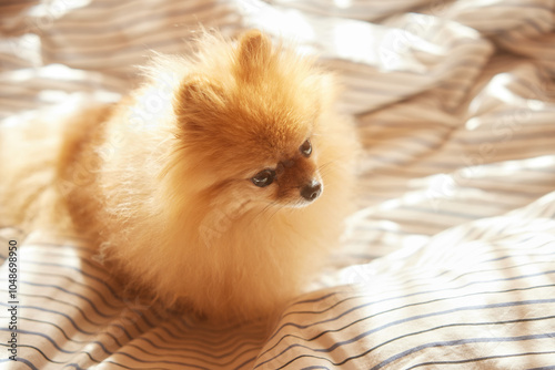 Morning dog. Cute pomeranian getting sunbath in bed. cute sleepy dog in sun rays