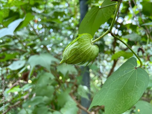 cotton plant showcasing green in the garden