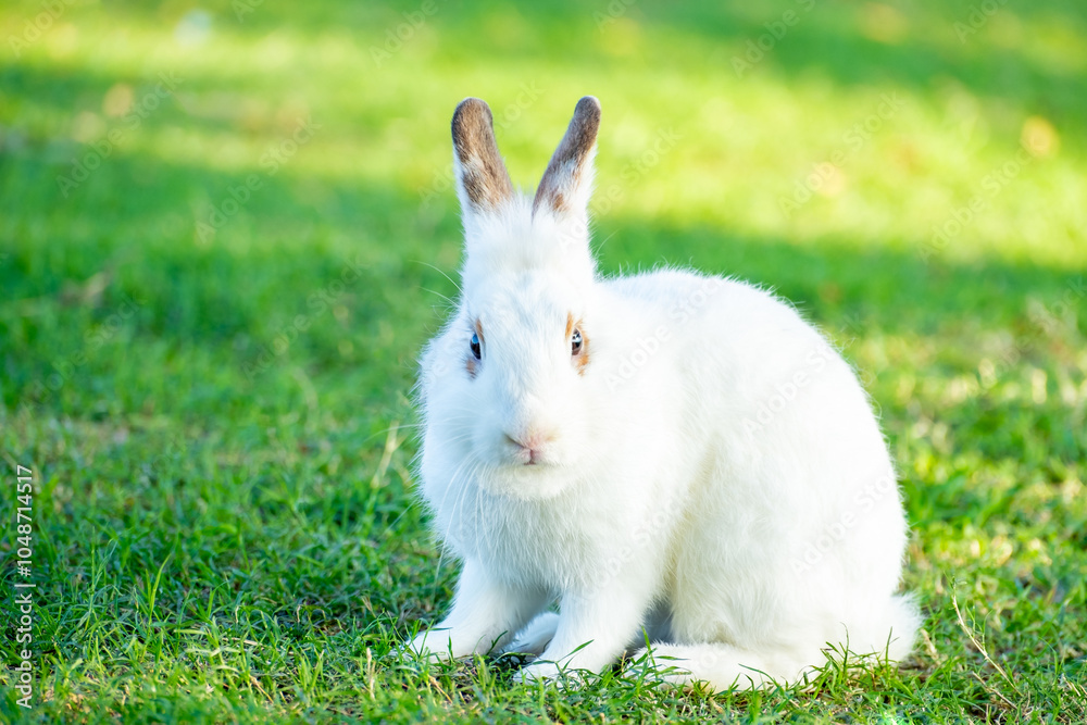 Cute little white rabbit on green grass with natural bokeh as background during spring warm summer day. Young adorable bunny playing in garden and sunlight morning. Cute little white rabbit on green grass with natural bokeh as background during spring warm summer day. Young adorable bunny playing in garden and sunlight morning.