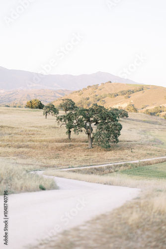 Winding Path Through Golden Fields