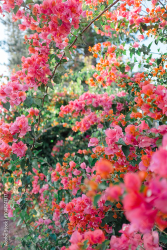Vibrant Bougainvillea Blossoms