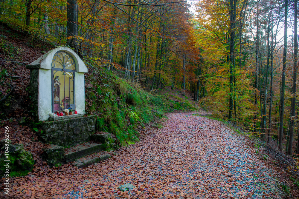 Hiker walking in the woods