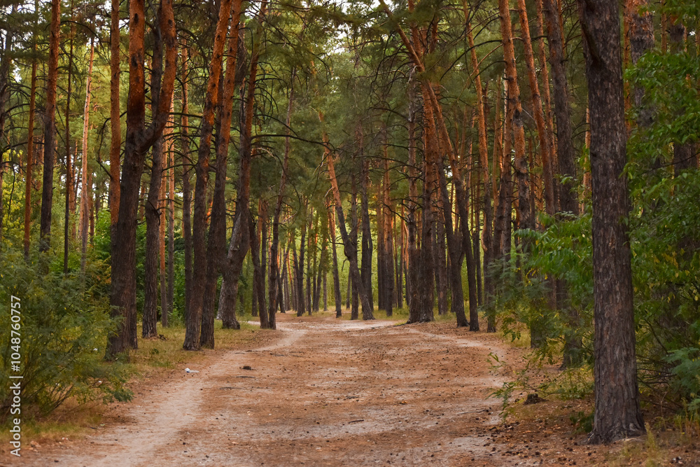 Fototapeta premium View from inside the forest. Beautiful nature. Summer taiga landscape. Path in a pine forest. Pinery. Walk in the forest for health. Ecological clean forest air. Spruce