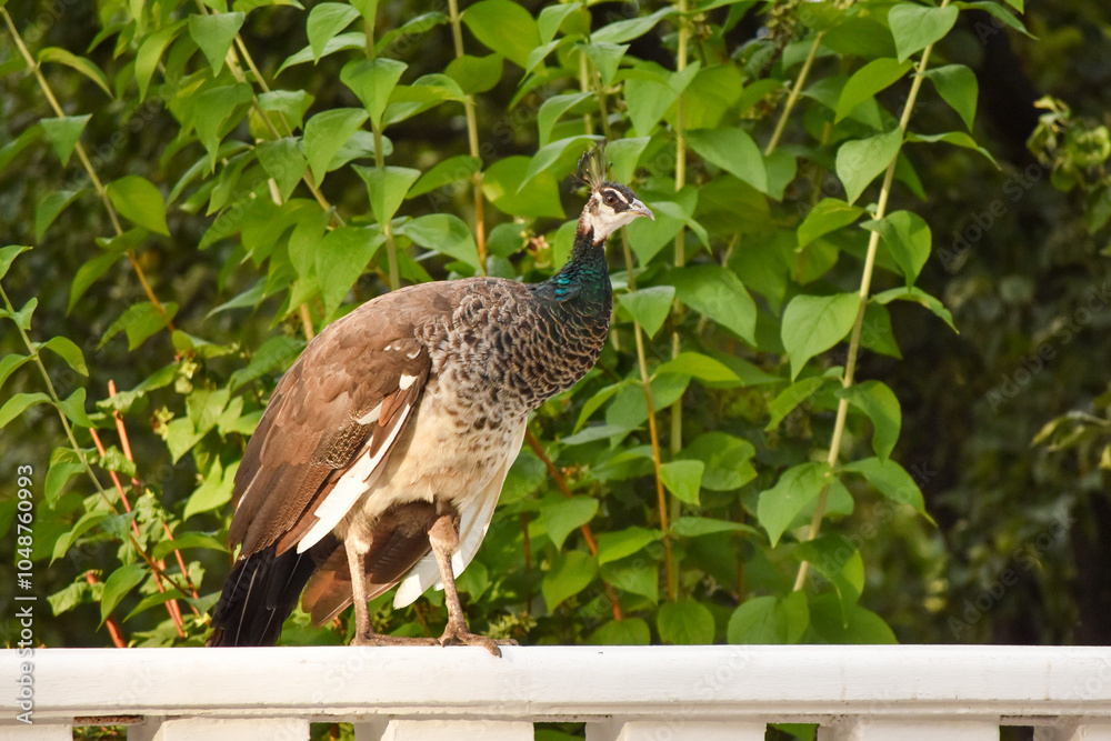 Fototapeta premium Female peacock peahen pea hen bird