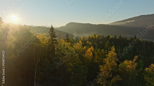 Mountains forest season pine tree view aerial hill wood magic mist