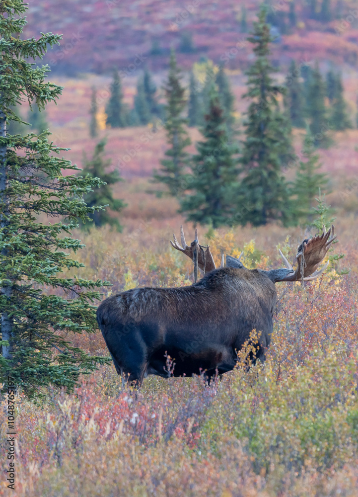 Bull Alaska Yukon Moose in Autumn in Denali National Park Alaska Bull Alaska Yukon Moose in Autumn in Denali National Park Alaska