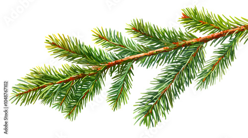 Spruce pine branches, Christmas tree twig clipart, isolated on white background