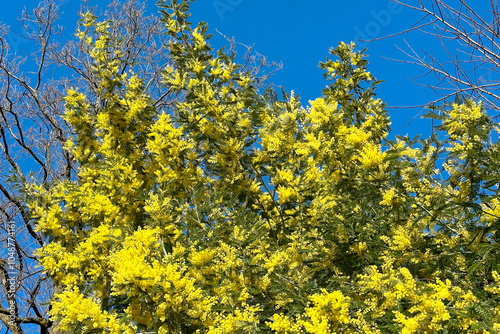 Acacia dealbata. Blooming acacia tree with bright yellow flowers, spring sunny day. Background, backdrop, screen, desktop.