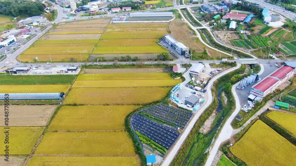 Autumn scenery, yellow ripe rice, rice paddies, fields, and natural scenery in rural villages from the sky_43