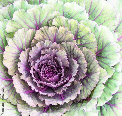 cabbage close up