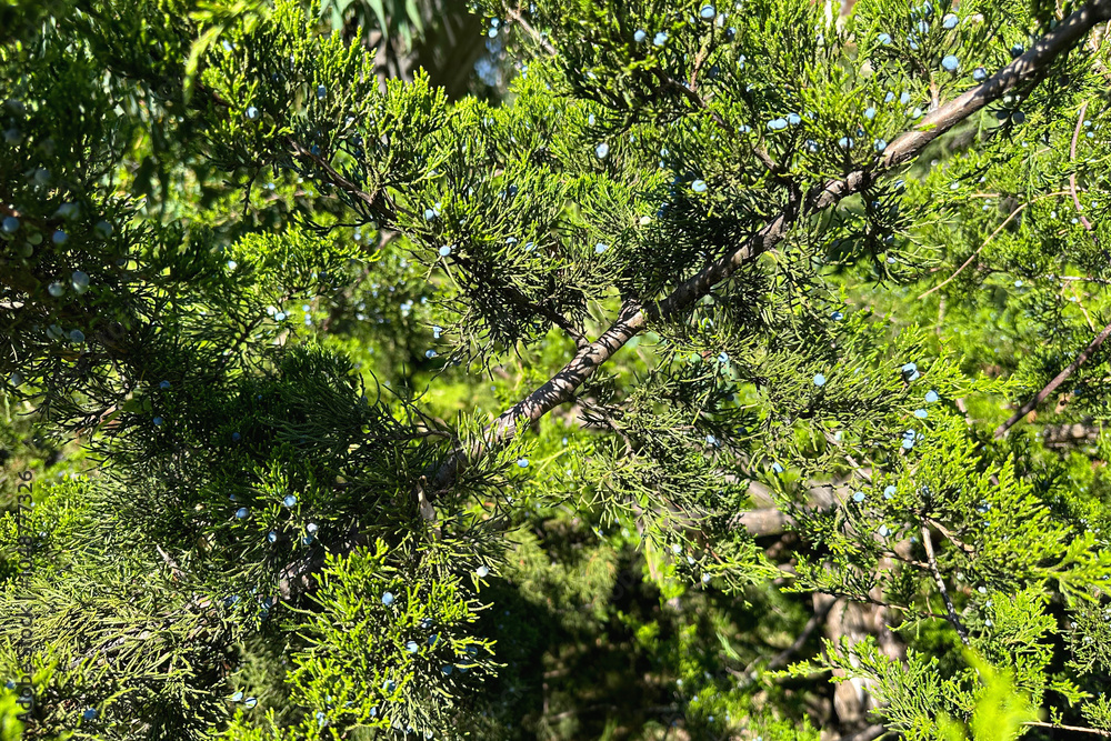 Fototapeta premium Juniper. Branch of coniferous bush from cypress family, with green needles and blue cones, close-up. Background, backdrop, screen, desktop.