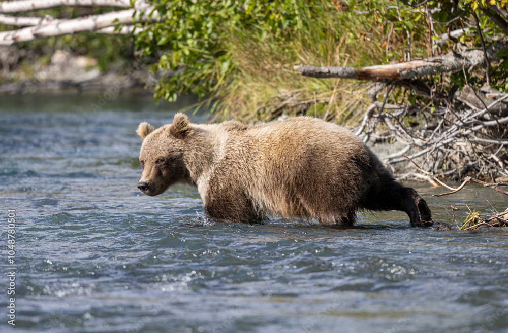 Brown (Grizzly) Bear Fishing in the Kenai River Alaska in Autumn Brown (Grizzly) Bear Fishing in the Kenai River Alaska in Autumn