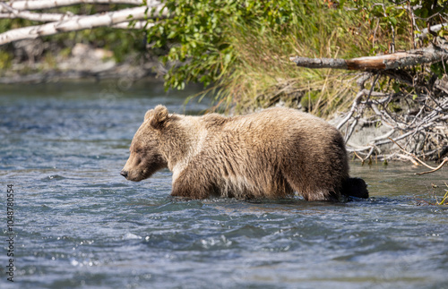 Brown (Grizzly) Bear Fishing in the Kenai River Alaska in Autumn