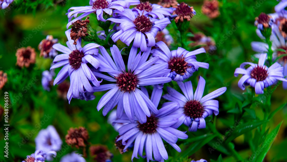 Obraz premium Lush purple asters with curled petals and burgundy centers on natural background – emphasis on flower variety and natural life cycle.