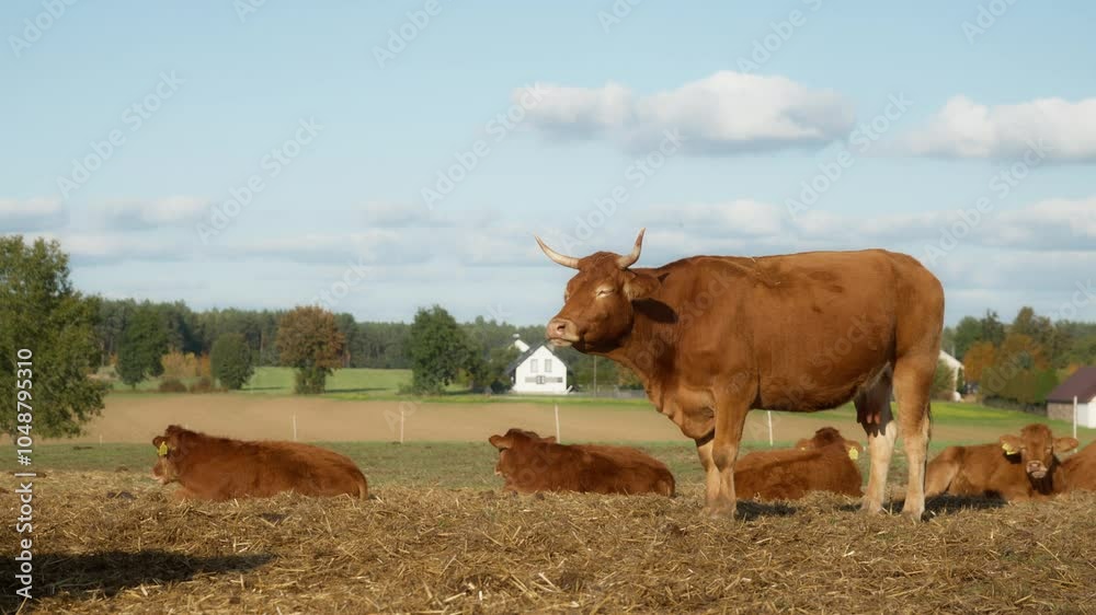 Cows and calves of the purebred French Limousin beef breed lying on the ...