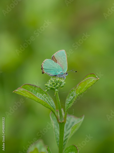 Green Hairstreak Feeding on Dogwood Flower Head photo