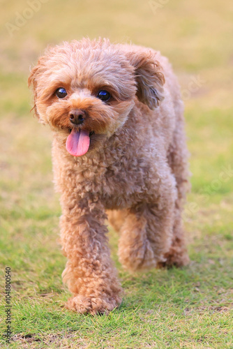 トイ・プードル, プードル, トイプードル, トイプー, いぬ, 犬, イヌ, ドッグラン, 遊び, 笑顔, 緑, 芝生, かわいい, 可愛い, シャボン玉, 愛犬, わんこ, しゃぼん玉, 仔犬, 子犬, ドッグ, キュート, 愛くるしい, 愛, ペット, うきうき, 嬉しい, うれしい, 楽しい, ハッピー, 愉快, 動物, 生命, 生活, 活気, お利口, 賢い, おとなしい, ホテル, リ