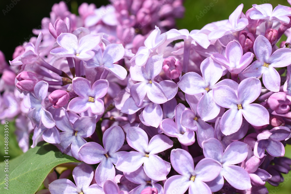 Purple common lilac flowers closeup Purple common lilac flowers closeup