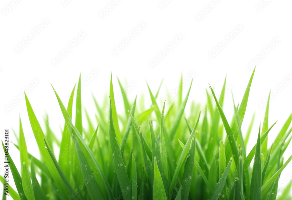 Fototapeta premium grass isolated on white background