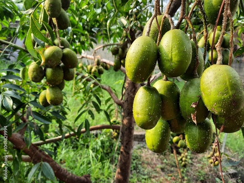 June plum fruit or kedongdong fruit on tree photography photo