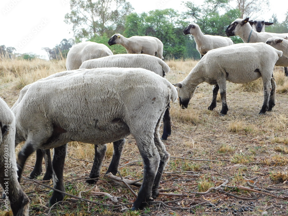 Closeup side view photograph of a flock of shorn Hampshire Down Sheep grazing on scattered short grass blades Closeup side view photograph of a flock of shorn Hampshire Down Sheep grazing on scattered short grass blades