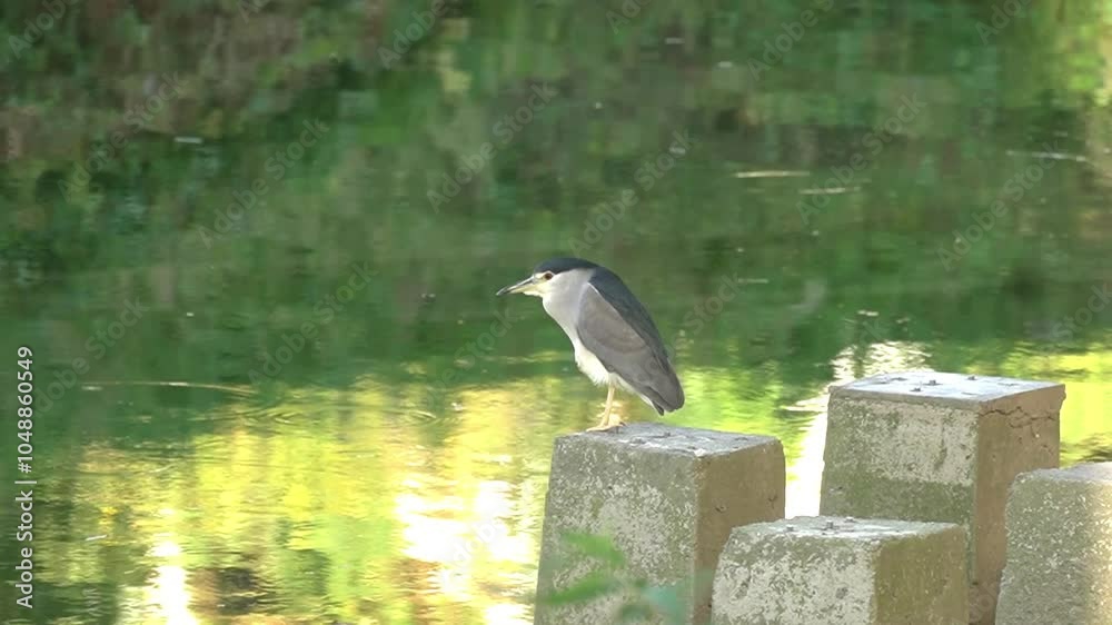 birds and fish in the city