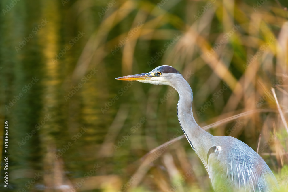 Autumn portrait of a grey heron (Ardea cinerea) in coastal vegetation Autumn portrait of a grey heron (Ardea cinerea) in coastal vegetation