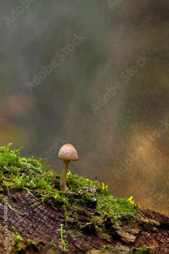 Foto Mushrooms, one of nature's lovely creatures
