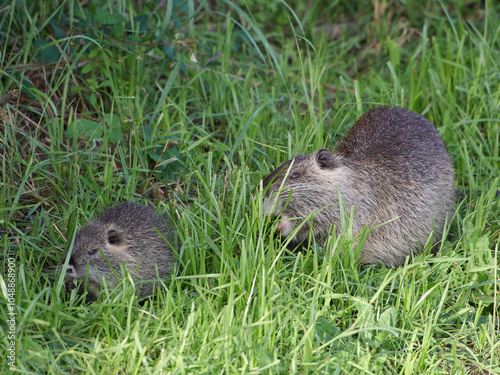 Nutria eating grass, Circeo National Park, Italy photo