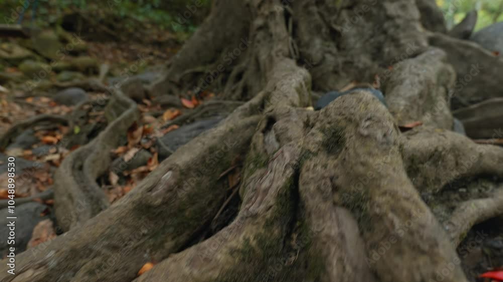 Roots of a tree growing over a sick rock covered with moss in the jungle Roots of a tree growing over a sick rock covered with moss in the jungle