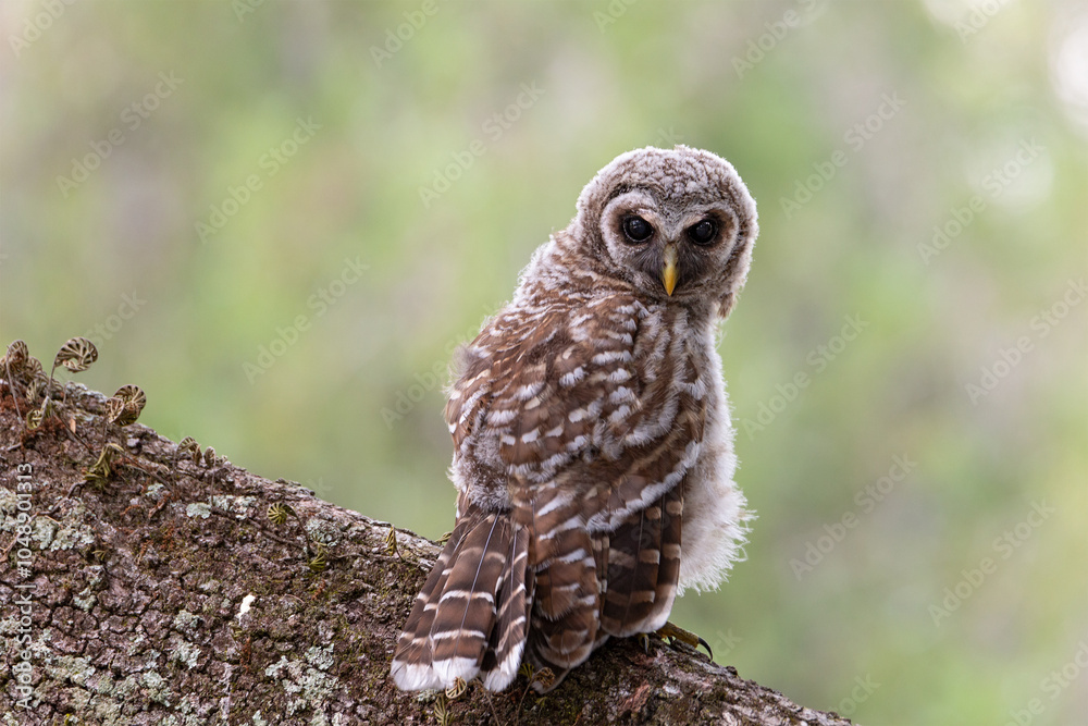 Fototapeta premium Fledgling Barred Owl