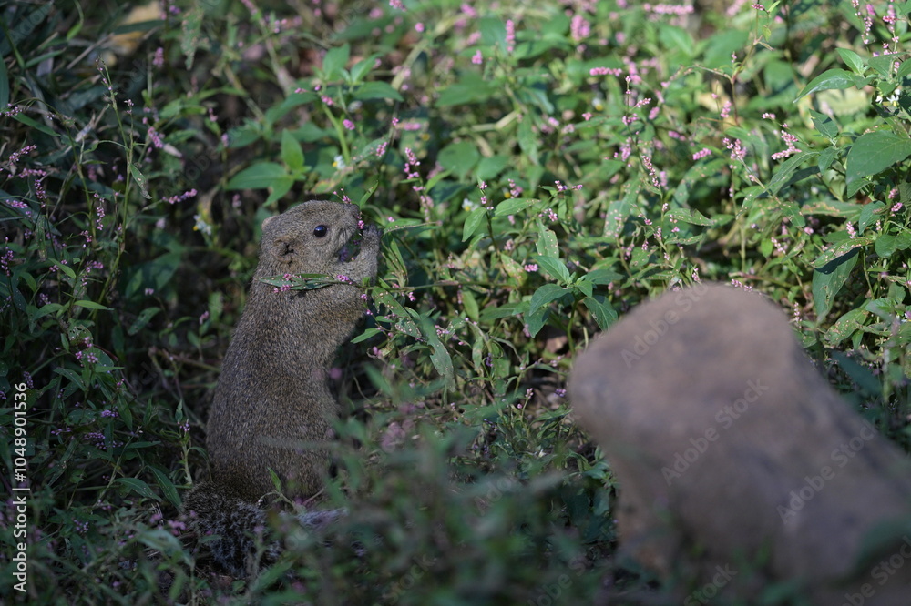 Fototapeta premium A cute little gray squirrel surrounded by a flower field