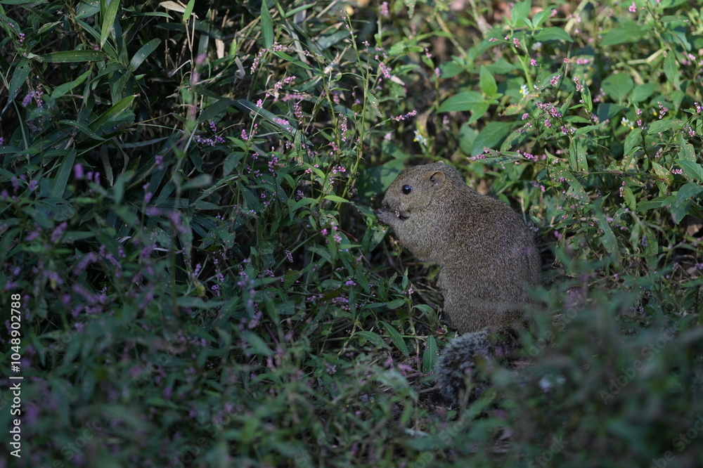 A cute little gray squirrel surrounded by a flower field A cute little gray squirrel surrounded by a flower field