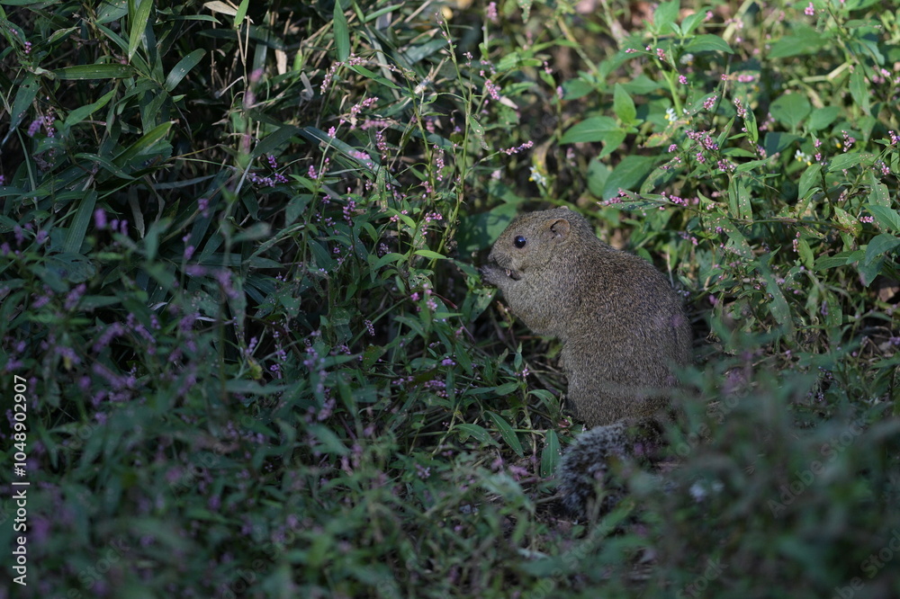 A cute little gray squirrel surrounded by a flower field A cute little gray squirrel surrounded by a flower field