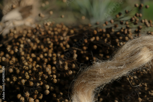 Flax Bast Fiber on the Flax Seed Pods Background. Sunlight. Foreground Focus.  Copy Space. photo