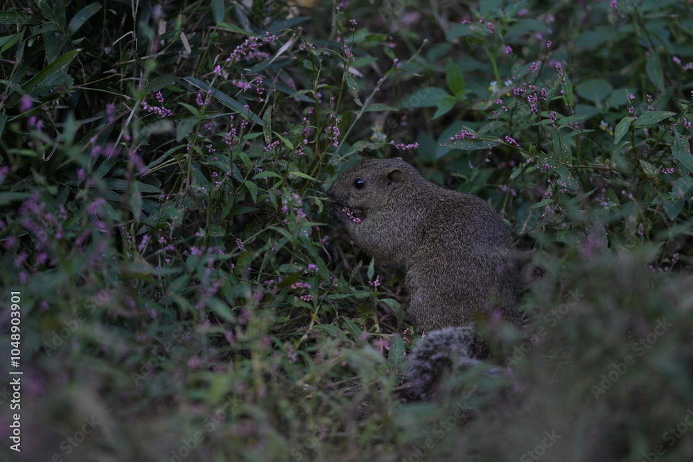 A cute little gray squirrel surrounded by a flower field