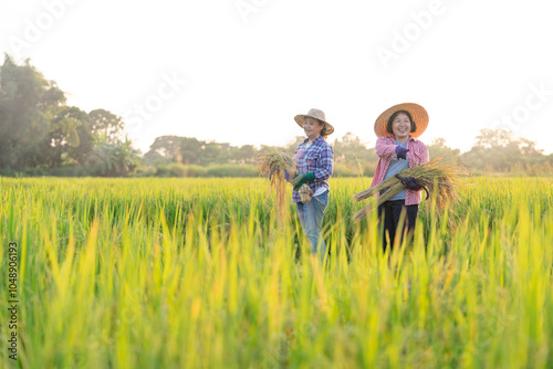 asian female farmers hands holding harvested rice,talking together while working in paddy field in the evening sun,rice agriculture,harvesting season photo